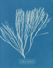 Couverts multifida - Anna Atkins — näkymä teoksesta