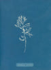 Cystoseira ericoides - Anna Atkins — näkymä teoksesta