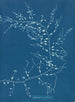 Cystoseira fibrosa - Anna Atkins — näkymä teoksesta