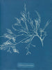 Cystoseira foeniculacea - Anna Atkins — näkymä teoksesta