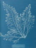 Cystoseira granulata - Anna Atkins — näkymä teoksesta