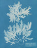 Delesseria sinuosa marge ciliée a du fruit - Anna Atkins — näkymä teoksesta
