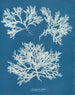 Delesseria ailée - Anna Atkins — näkymä teoksesta
