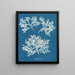 Delesseria ailée - Anna Atkins — kehystetty taideteos seinällä