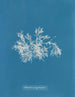 Delesseria erittäin kapea - Anna Atkins — näkymä teoksesta