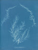 Delesseria hypoglossum - Anna Atkins — näkymä teoksesta