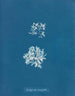 Delesseria ruscifolia - Anna Atkins — näkymä teoksesta