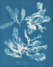 Delesseria sanguinea - Anna Atkins — näkymä teoksesta