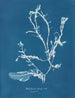 Delesseria sanguinea en fruit - Anna Atkins — näkymä teoksesta