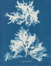 Sinertävä - Anna Atkins — näkymä teoksesta