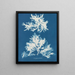 Sinertävä - Anna Atkins — kehystetty taideteos seinällä
