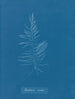 Dichloria viridis - Anna Atkins — näkymä teoksesta