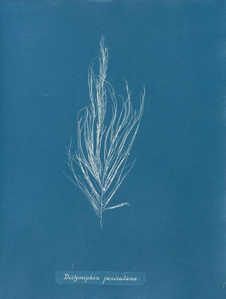 Anna Atkins - Dictyosiphon fniculacea.webp
