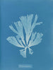 Dictyota atomaria - Anna Atkins — näkymä teoksesta