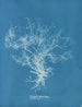Dictyota dichotoma - Anna Atkins — näkymä teoksesta