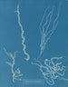 Dumontia filiformis - Anna Atkins — näkymä teoksesta