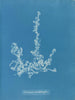 Ectocarpus landsburghii - Anna Atkins — näkymä teoksesta