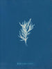 Ectocarpus crinitus - Anna Atkins — näkymä teoksesta