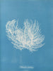 Ectocarpus distortionus - Anna Atkins — näkymä teoksesta