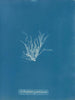 Ectocarpus granulosus - Anna Atkins — näkymä teoksesta