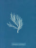 Ectocarpus siliculosus - Anna Atkins — näkymä teoksesta