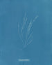 Élaionema villosum - Anna Atkins — näkymä teoksesta