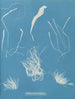 Enteromorpha compressa - Anna Atkins — näkymä teoksesta