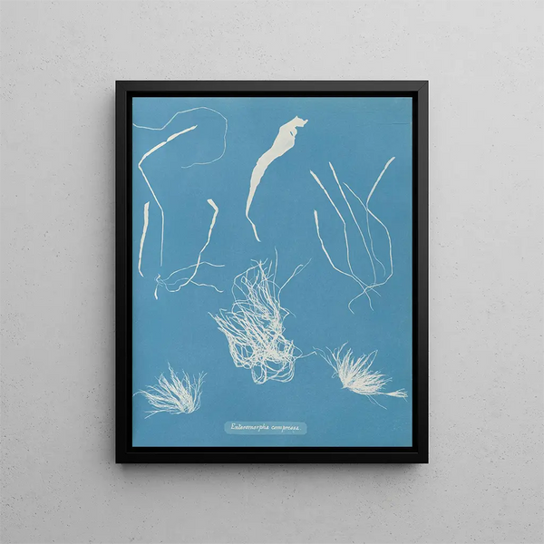 Anna Atkins - Enteromorpha compressa.webp
