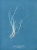 Enteromorpha compressa - Anna Atkins — näkymä teoksesta