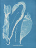 Enteromorpha intestinalis - Anna Atkins — näkymä teoksesta