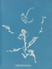 Enteromorpha ramulosa - Anna Atkins — näkymä teoksesta