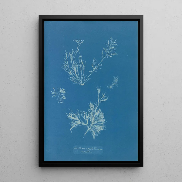 Anna Atkins - Exilaria crystallinum parasitic.webp