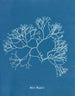 Fucus Machaii - Anna Atkins — näkymä teoksesta