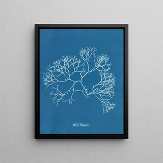 Anna Atkins - Fucus Machaii.webp
