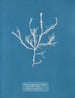 Fucus aruginosus Turner Mer Rouge Lissabon Uusi Iso-Britannia - Anna Atkins — näkymä teoksesta