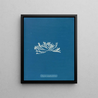 Anna Atkins - Fucus canaliculatus.webp