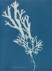 Fucus ceranoïdes - Anna Atkins — näkymä teoksesta