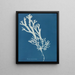 Fucus ceranoïdes - Anna Atkins — kehystetty taideteos seinällä