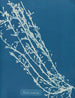 Fucus nodosus - Anna Atkins — näkymä teoksesta