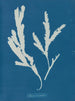 Lame de scie - Anna Atkins — näkymä teoksesta