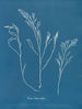 Bourdon tuberculeux - Anna Atkins — näkymä teoksesta