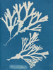 Encre vésiculaire - Anna Atkins — näkymä teoksesta