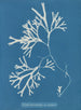 Fucus vesiculosus var. linéaire - Anna Atkins — näkymä teoksesta