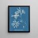 Fucus vesiculosus var. linéaire - Anna Atkins — kehystetty taideteos seinällä