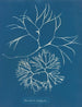 Furcellaria fastigiata - Anna Atkins — näkymä teoksesta