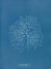 Gelideum corneum penné var. - Anna Atkins — näkymä teoksesta