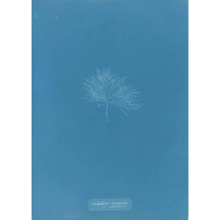 Anna Atkins - Gelideum corneum var pulchellum.webp