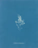 Jäähdytetty rustokudos - Anna Atkins — näkymä teoksesta