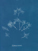 Gelures cornéennes - Anna Atkins — näkymä teoksesta