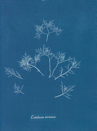 Anna Atkins - Gelidium corneum.webp